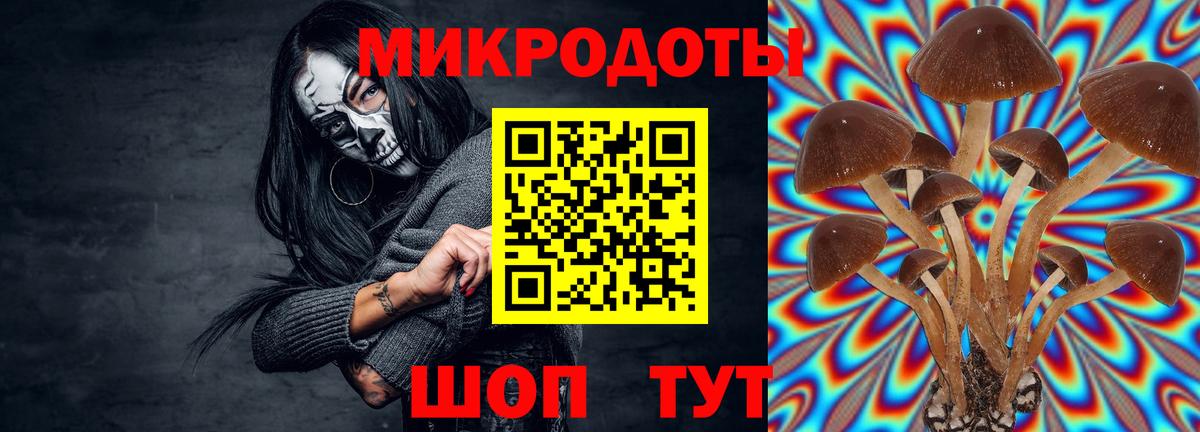 Грозный  Псилоцибиновые грибы Psilocybe  Вход с VPN  Псилоцибиновые грибы Psilocybe 